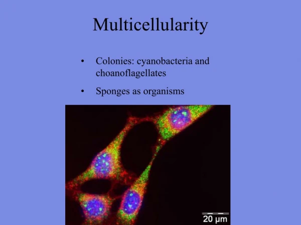 Multicellularity