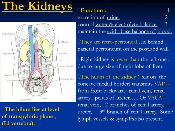 The Kidneys