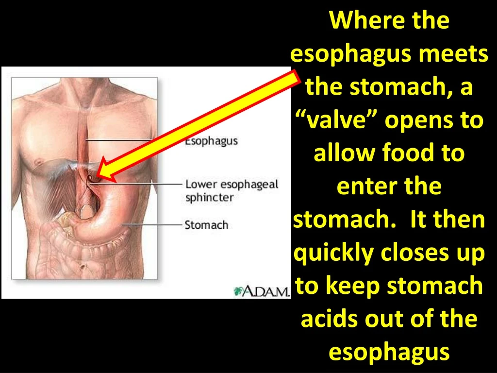 where the esophagus meets the stomach a valve