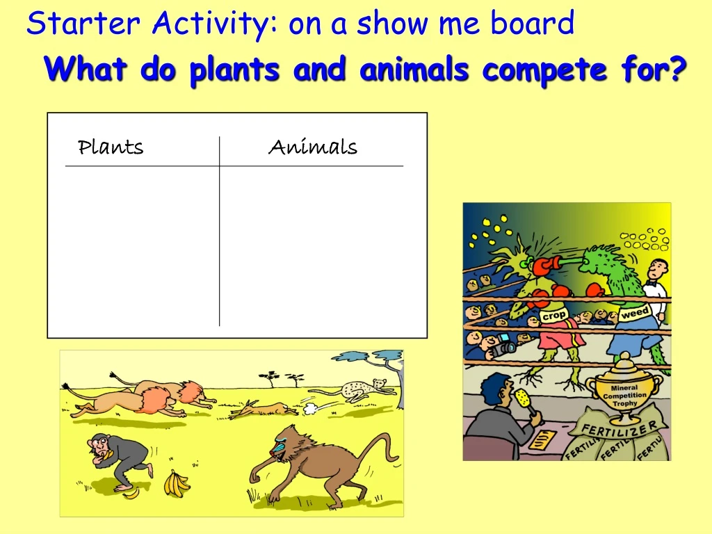 starter activity on a show me board what do plants and animals compete for