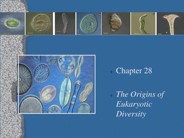 Chapter 28 The Origins of Eukaryotic Diversity