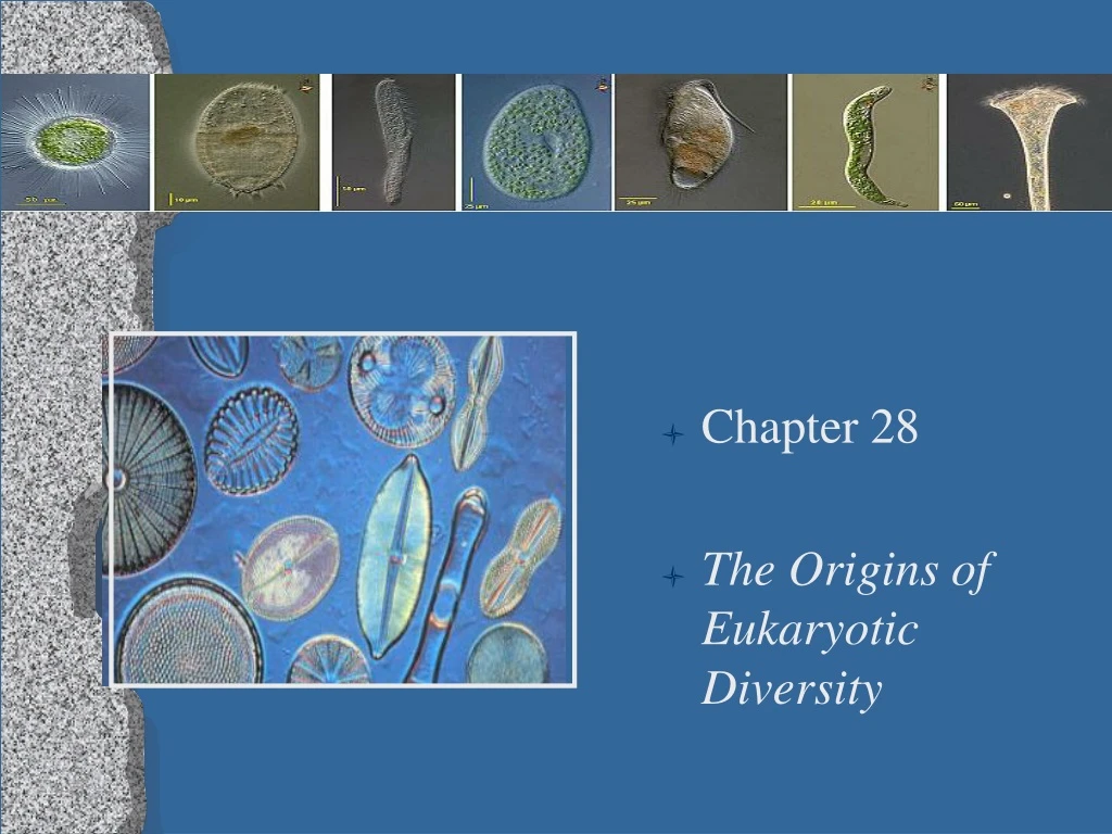 chapter 28 the origins of eukaryotic diversity