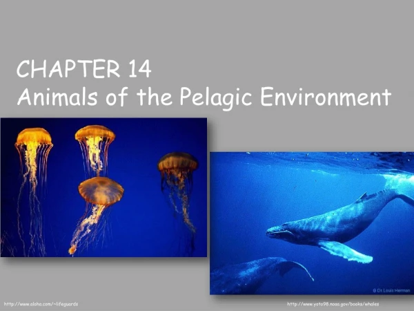 CHAPTER 14   Animals of the Pelagic Environment