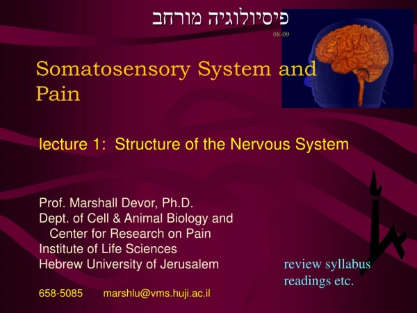 Somatosensory System and Pain