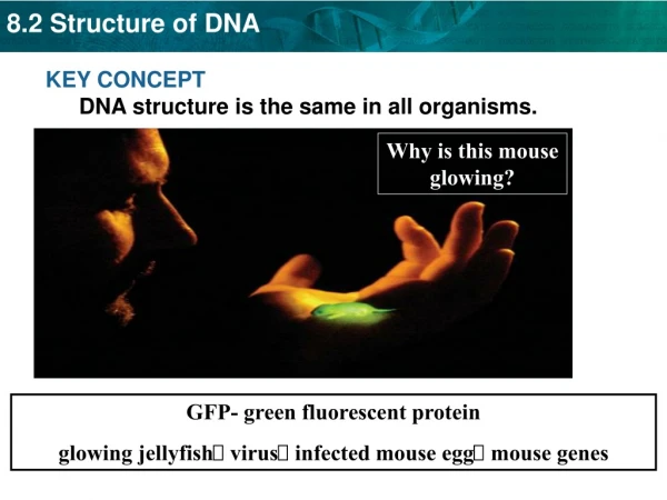 KEY CONCEPT  DNA structure is the same in all organisms.
