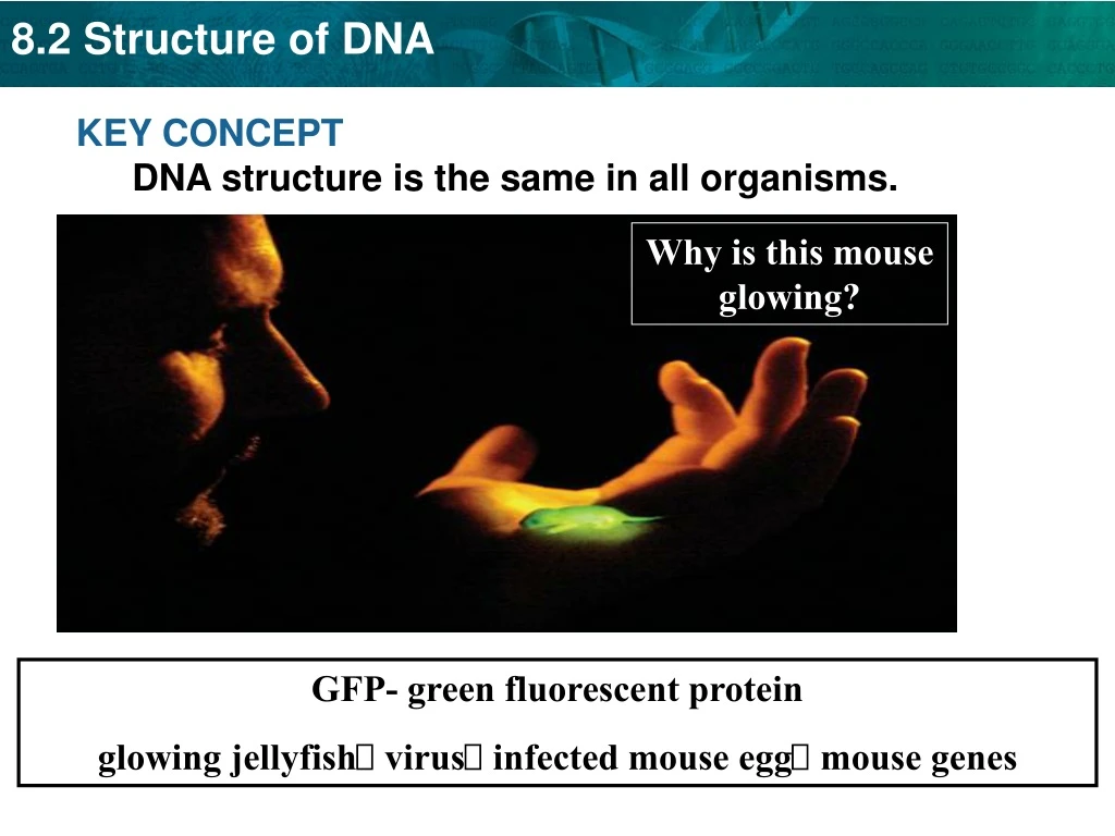key concept dna structure is the same