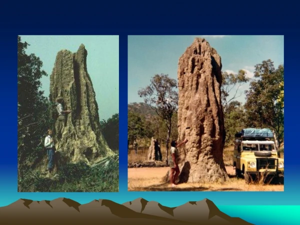African Termites
