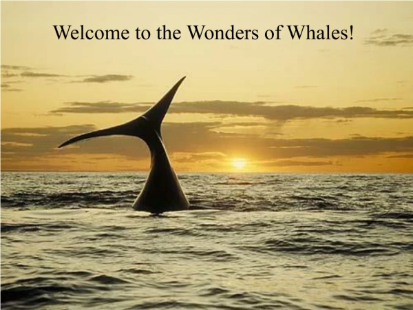 Welcome to the Wonders of Whales!