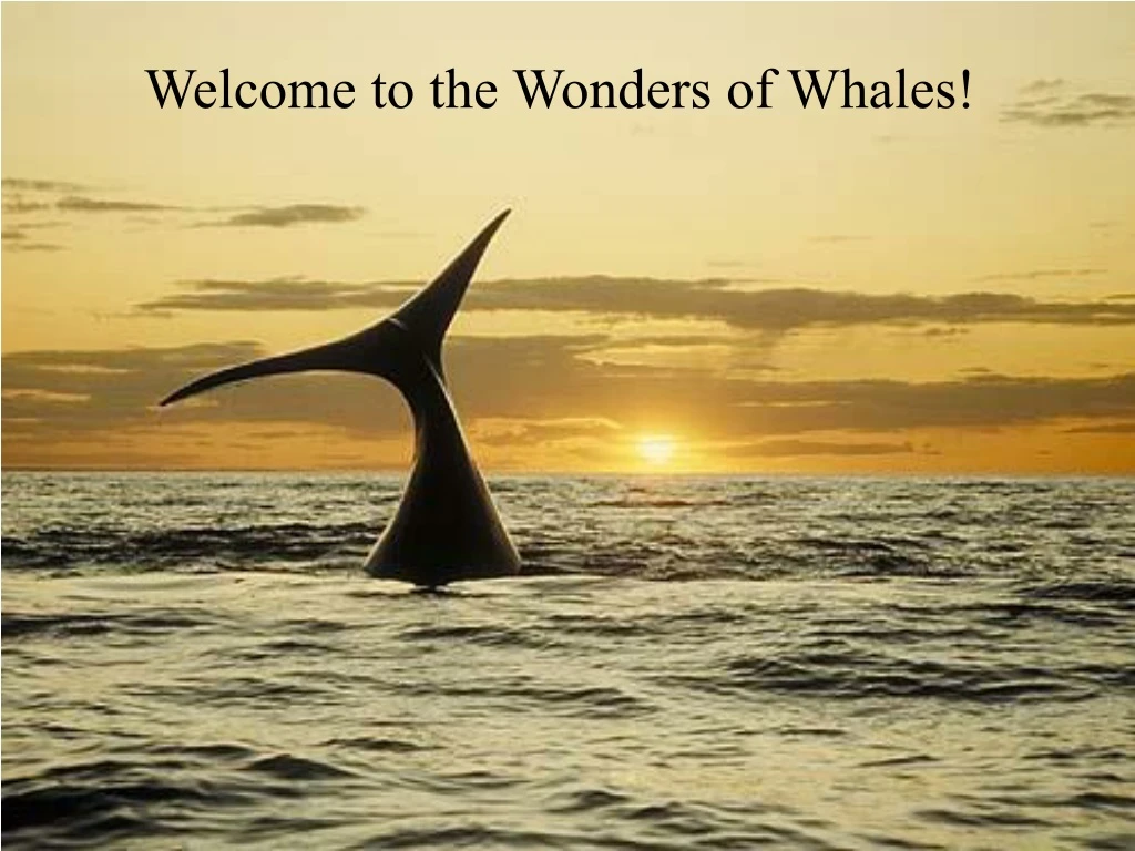 welcome to the wonders of whales