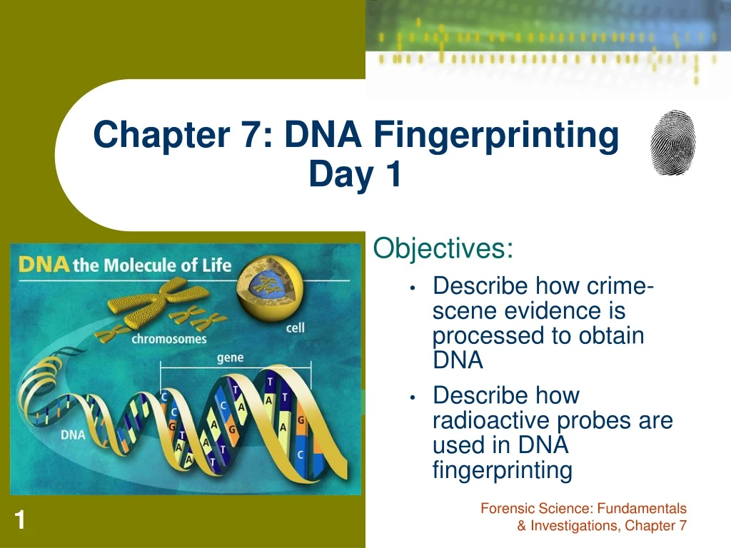 chapter 7 dna fingerprinting day 1