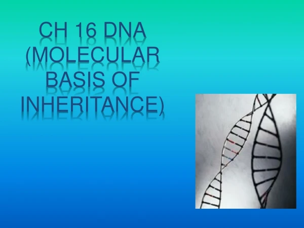 Ch 16 DNA (Molecular basis of inheritance)