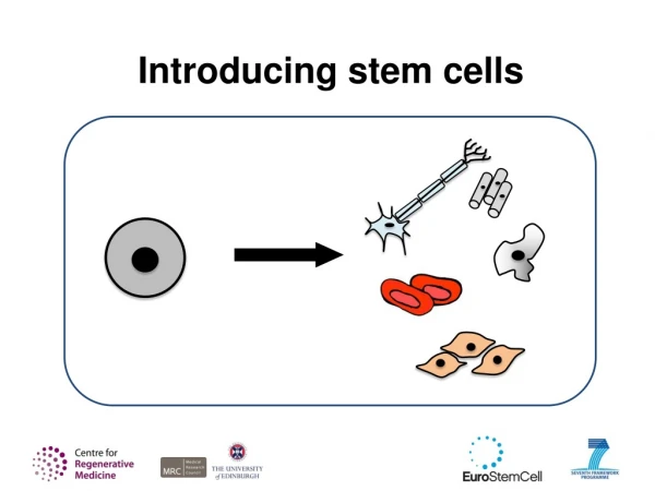 Introducing stem cells