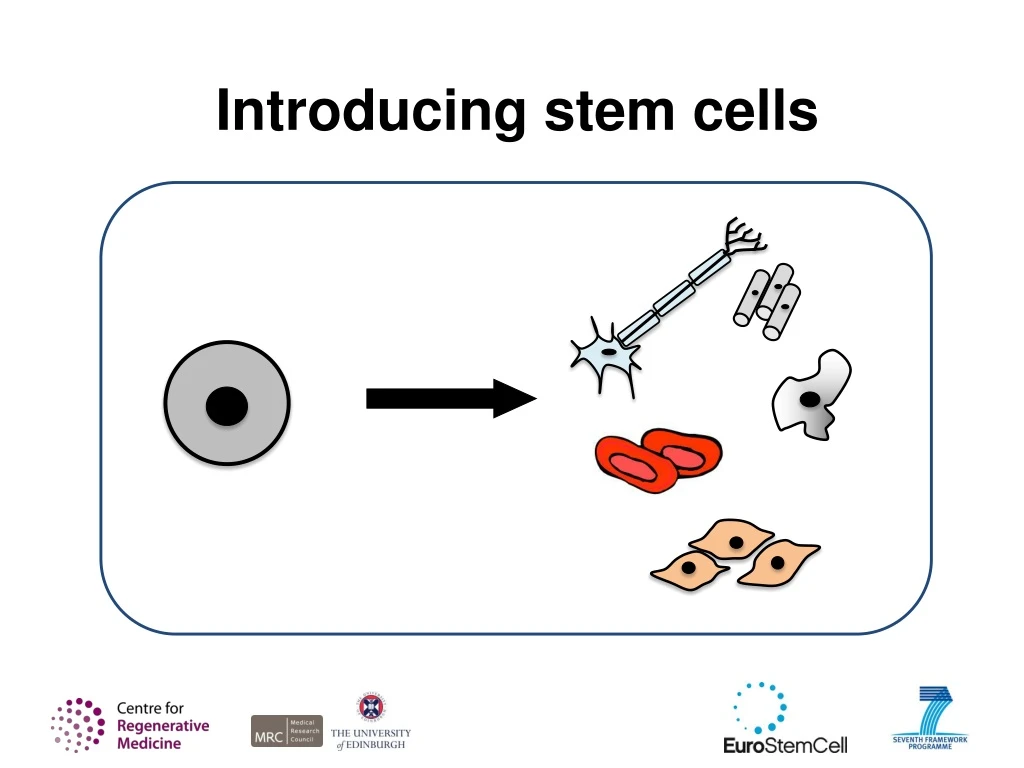 introducing stem cells