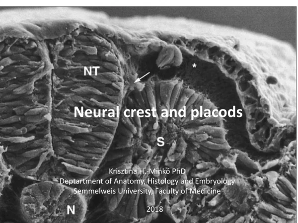 Neural crest and placods