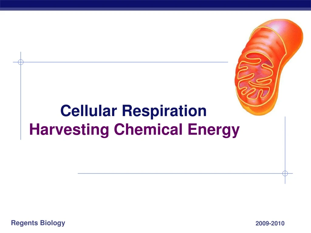 cellular respiration harvesting chemical energy