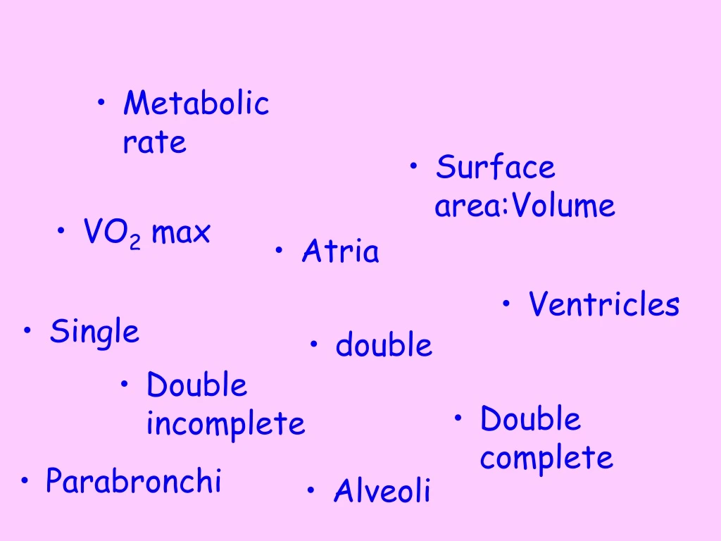 metabolic rate