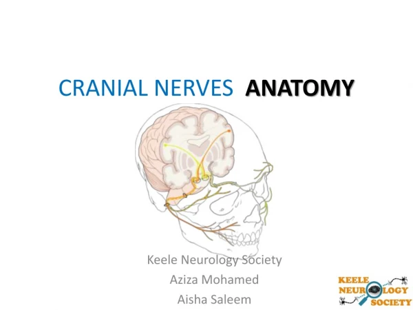 CRANIAL NERVES   ANATOMY