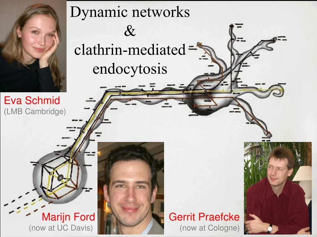 dynamic networks clathrin mediated endocytosis