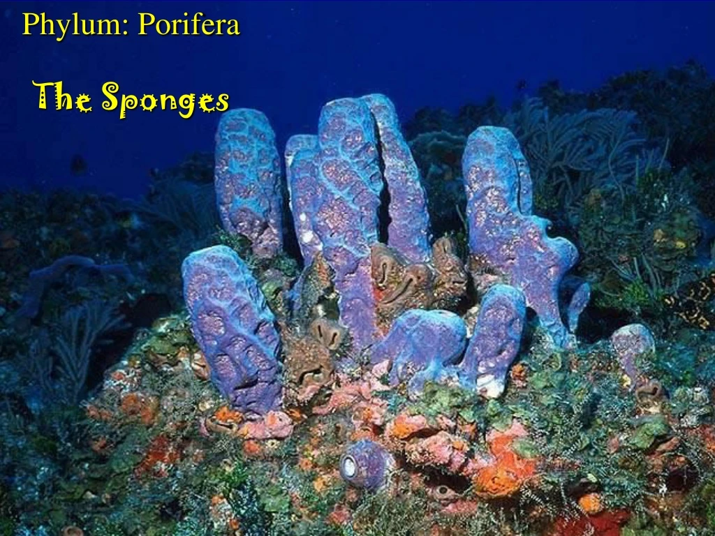 phylum porifera the sponges