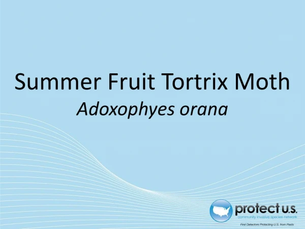 Summer Fruit Tortrix Moth Adoxophyes orana