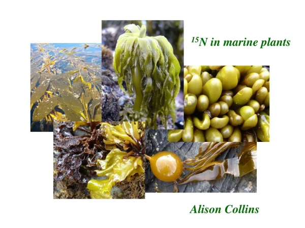 15 N in marine plants