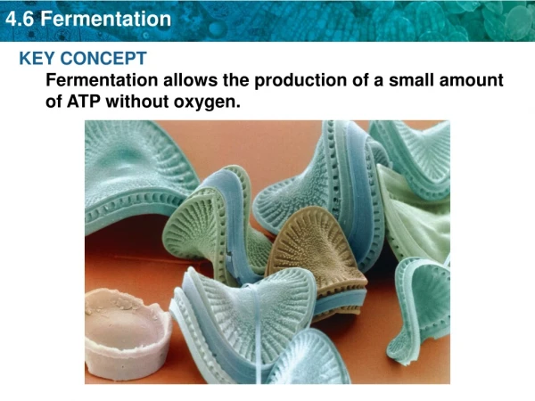 KEY CONCEPT  Fermentation allows the production of a small amount of ATP without oxygen.