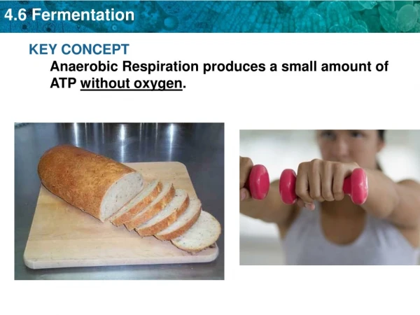 KEY CONCEPT  Anaerobic Respiration produces a small amount of ATP  without oxygen .