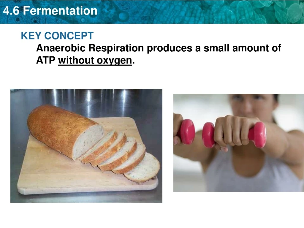 key concept anaerobic respiration produces