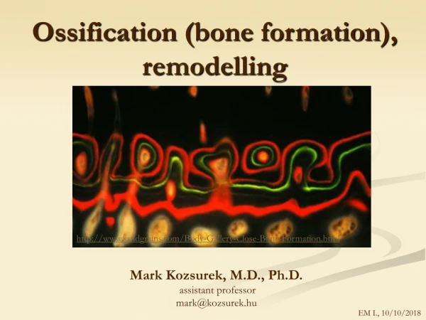 Ossification  ( bone formation ),  remodelling