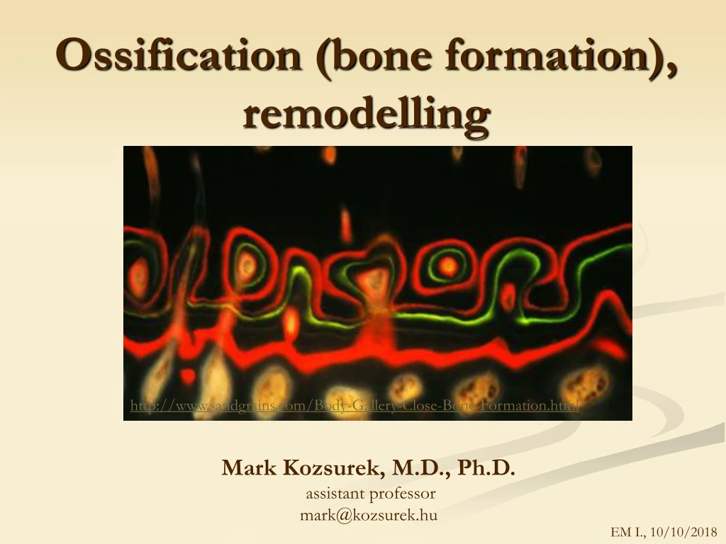 ossification bone formation remodelling