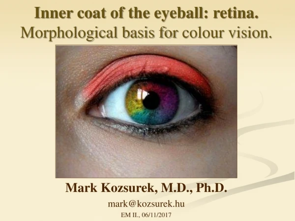 Inner coat  of  the eyeball : retina.  Morphological basis for  colour  vision.