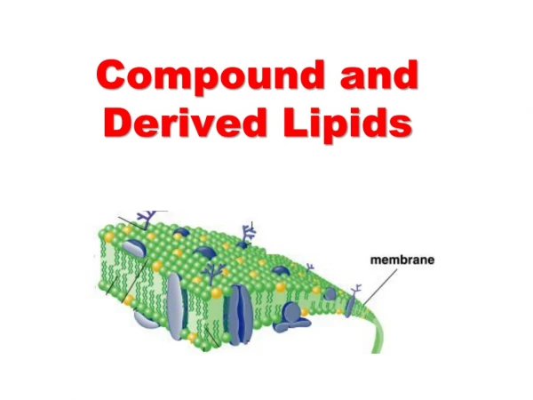 Compound and Derived Lipids