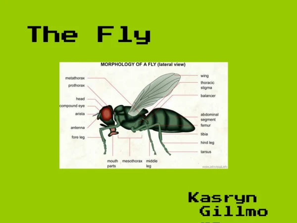 The Fly