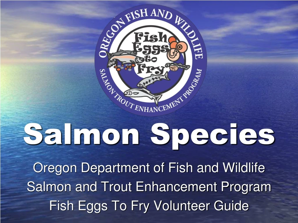 salmon species