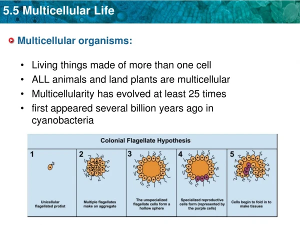 Multicellular organisms:
