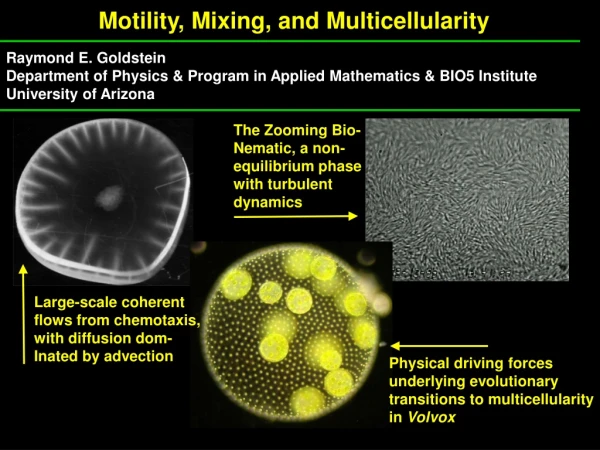 Motility, Mixing, and Multicellularity