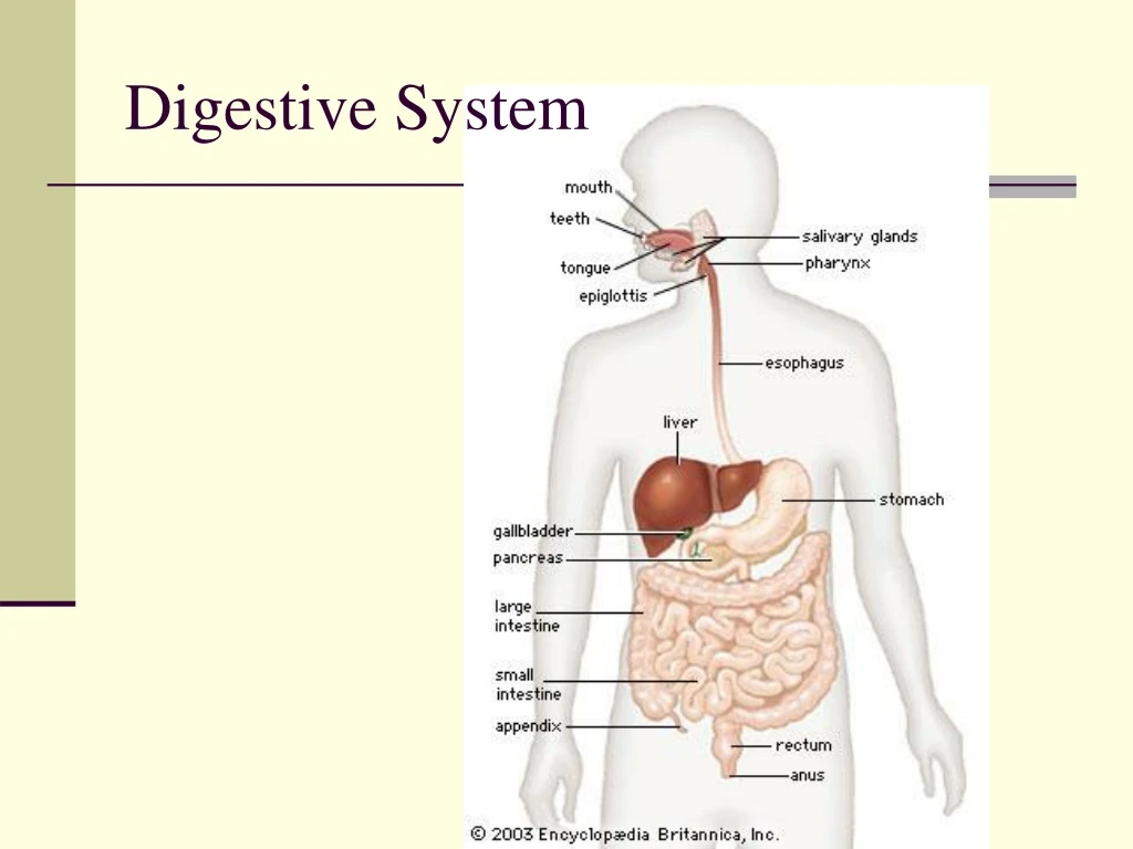 digestive system