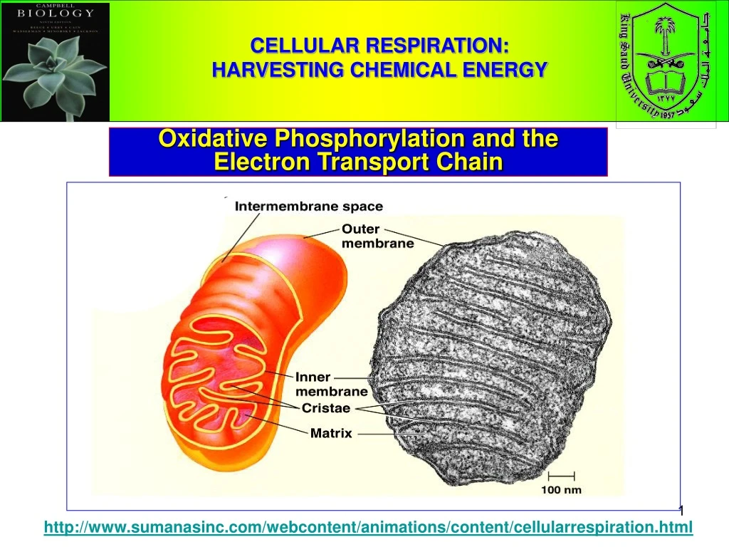 cellular respiration harvesting chemical energy