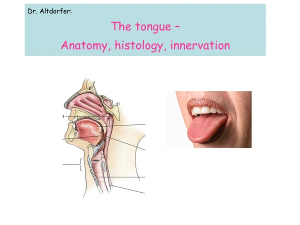 Dr. Altdorfer: The tongue –  Anatomy, histology, innervation