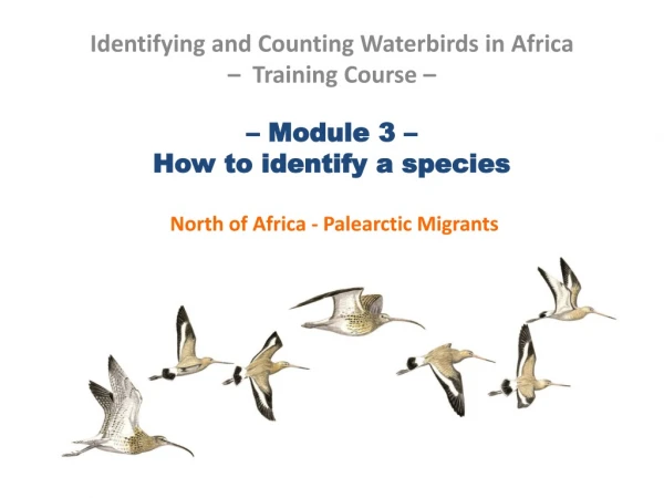 – Module 3 –  How to identify a species  North of Africa - Palearctic Migrants