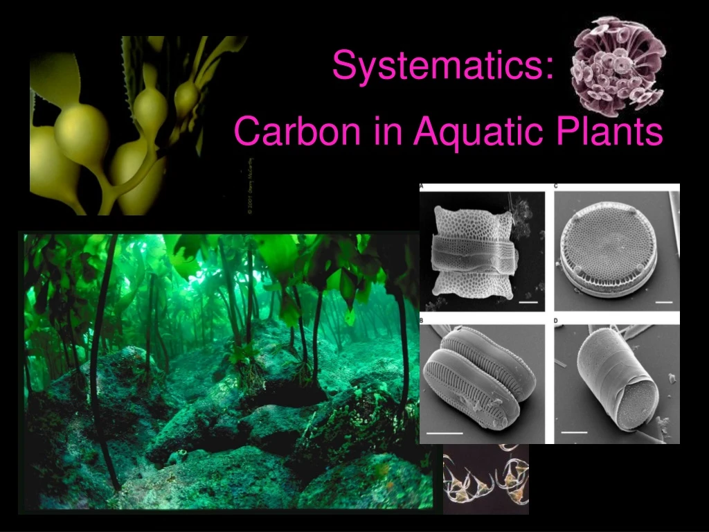 systematics carbon in aquatic plants