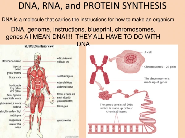 DNA, RNA, and PROTEIN SYNTHESIS