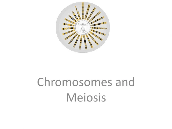 Chromosomes and Meiosis