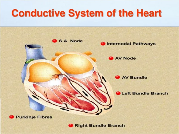 Conductive System of the Heart