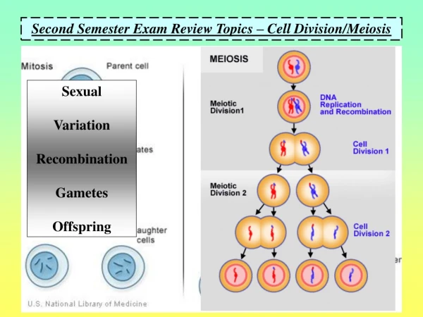 Second Semester Exam Review Topics – Cell Division/Meiosis