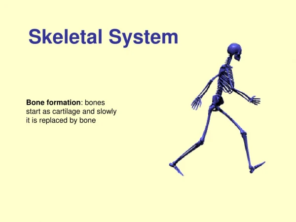 Skeletal System