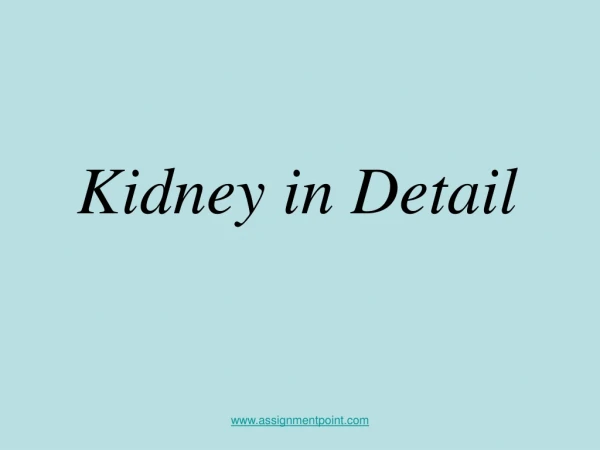 Kidney in Detail