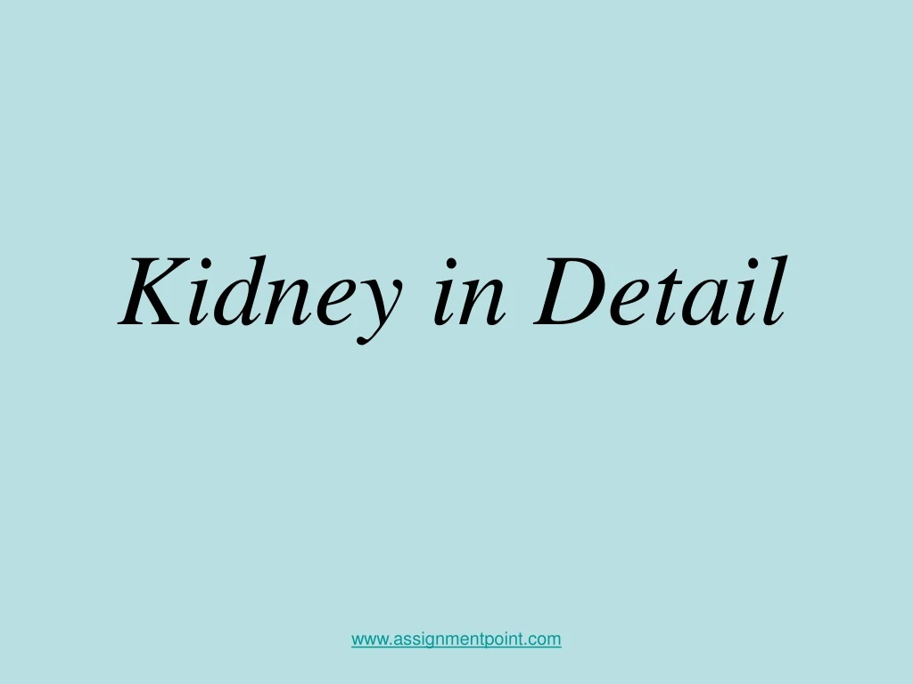 kidney in detail