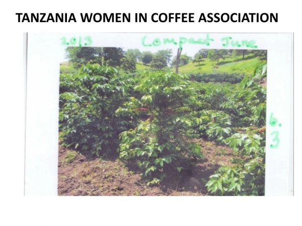 TANZANIA WOMEN IN COFFEE ASSOCIATION