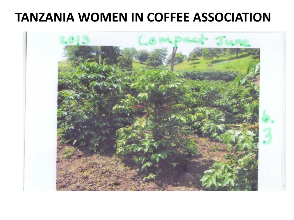 tanzania women in coffee association